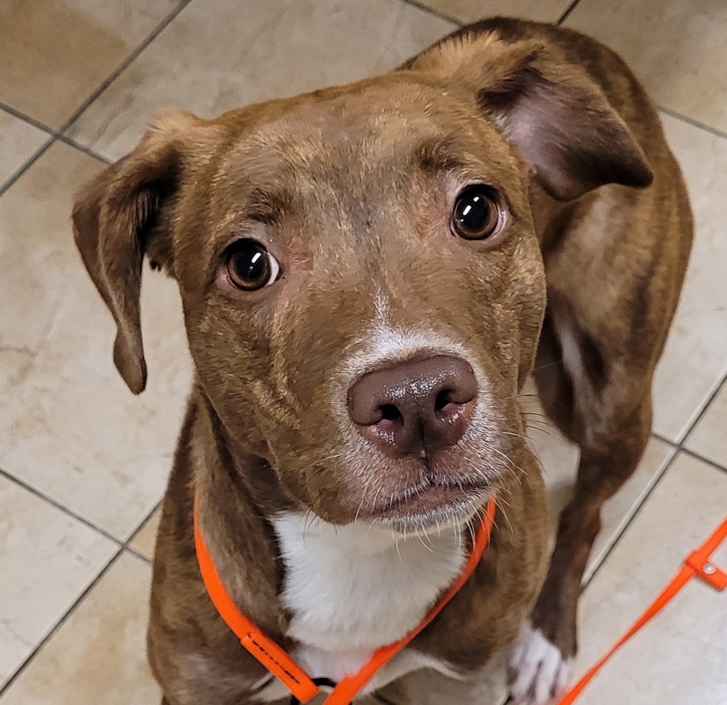 Shelter Stray Female Dog last seen 26th / Barbur BLVD, PORTLAND, OR, 97219, 1700 W Historic Columbia River Hwy, Troutdale, OR 97060, USA