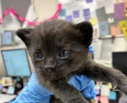 Shelter Stray Male Cat last seen 102nd / Stark, PORTLAND, OR, 97216, 1700 W Historic Columbia River Hwy, Troutdale, OR 97060, USA