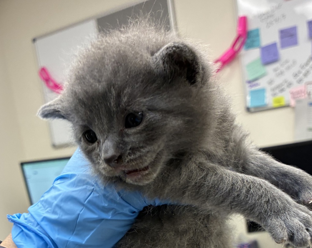 Shelter Stray Male Cat last seen 102nd / Stark, PORTLAND, OR, 97216, 1700 W Historic Columbia River Hwy, Troutdale, OR 97060, USA
