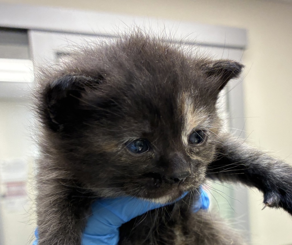 Shelter Stray Female Cat last seen 102nd / Stark, PORTLAND, OR, 97216, 1700 W Historic Columbia River Hwy, Troutdale, OR 97060, USA