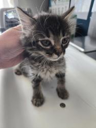 Shelter Stray Female Cat last seen Near W Meadowbrook Expressway, MILLCREEK, UT, 84123, 511 W 3900 S, Salt Lake City, UT 84123, USA