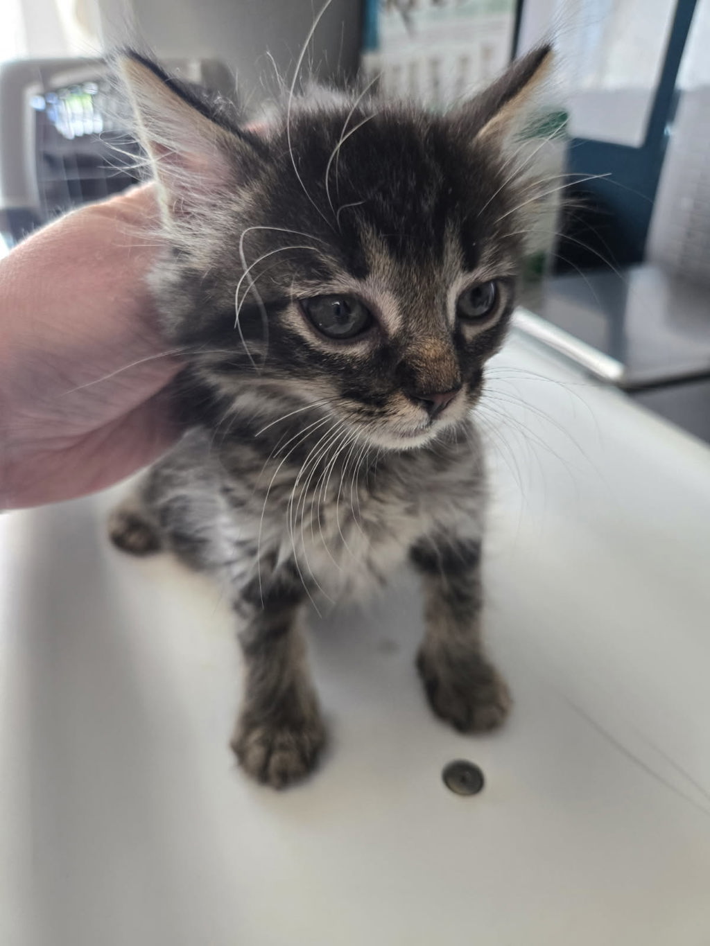 Shelter Stray Female Cat last seen Near W Meadowbrook Expressway, MILLCREEK, UT, 84123, 511 W 3900 S, Salt Lake City, UT 84123, USA