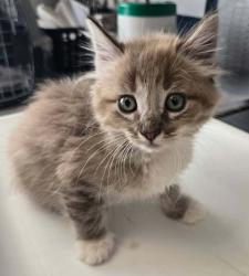 Shelter Stray Male Cat last seen Near W Meadowbrook Expressway, MILLCREEK, UT, 84123, 511 W 3900 S, Salt Lake City, UT 84123, USA