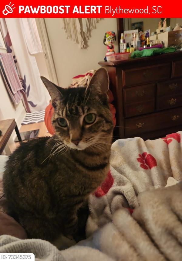 Lost Female Cat last seen Grand Arbor neighborhood, Blythewood, SC 29016