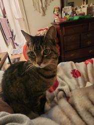 Lost Female Cat last seen Grand Arbor neighborhood, Blythewood, SC 29016