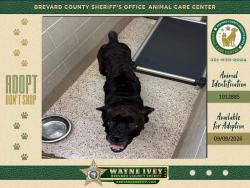 Shelter Stray Female Dog last seen FL, 5100 W Eau Gallie Blvd, Melbourne, FL 32934, USA