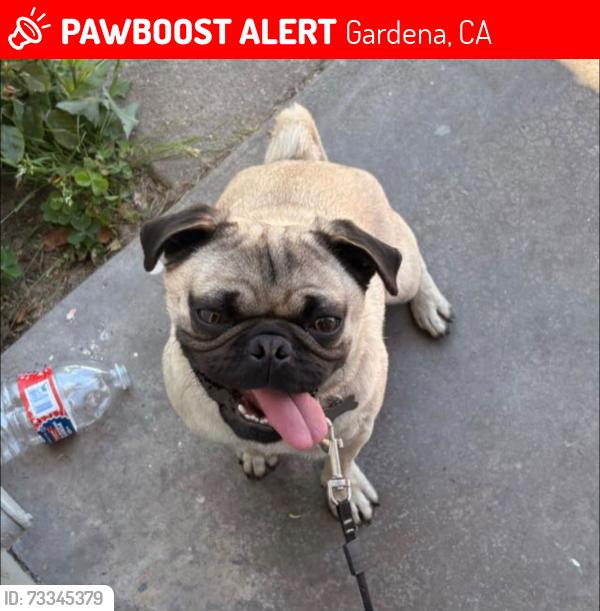 Lost Male Dog last seen Near marine ave, Gardena, CA 90249