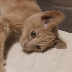 Shelter Stray Male Cat last seen Near E 14th Street, SAN LEANDRO, CA, 94577, 8323 Baldwin St, Oakland, CA 94621, USA
