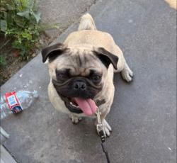 Lost Male Dog last seen Near marine ave, Gardena, CA 90249