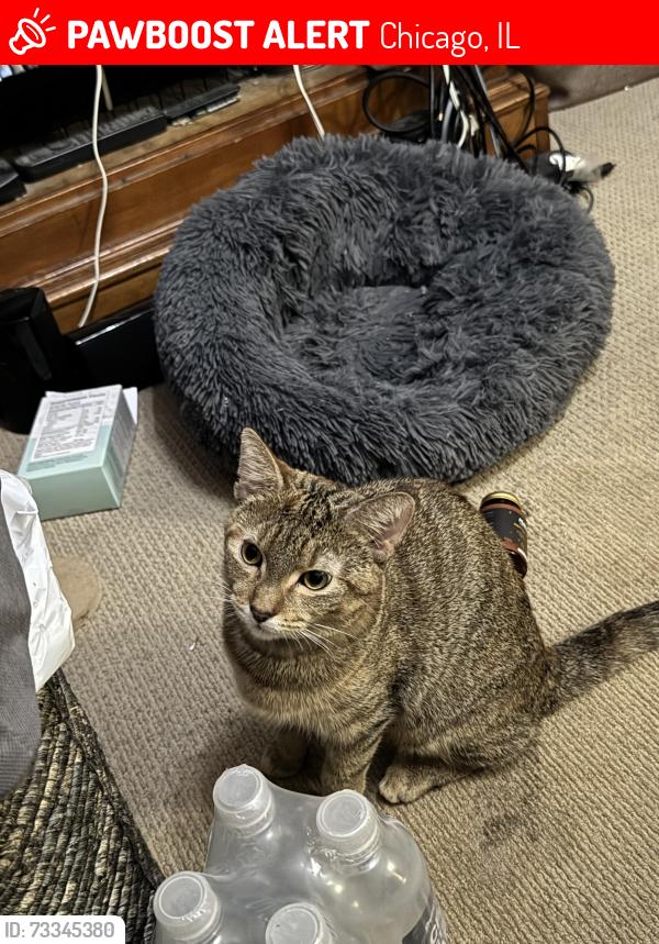 Lost Female Cat last seen Ashland Avenue and Sunnyside in chicago, Chicago, IL 60640