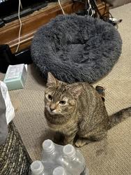 Lost Female Cat last seen Ashland Avenue and Sunnyside in chicago, Chicago, IL 60640