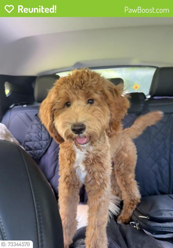 Reunited Male Dog last seen Main Street Markham, Markham, ON 