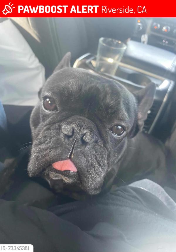Lost Male Dog last seen Victoria and 14th St., Riverside, CA 92507