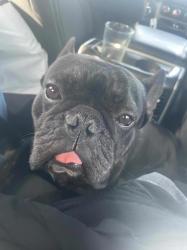Lost Male Dog last seen Victoria and 14th St., Riverside, CA 92507