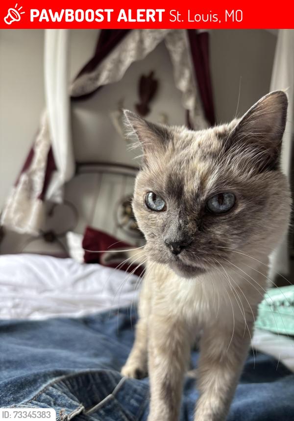 Lost Female Cat last seen Meskerem Ethiopian Restaurant, St. Louis, MO 63118