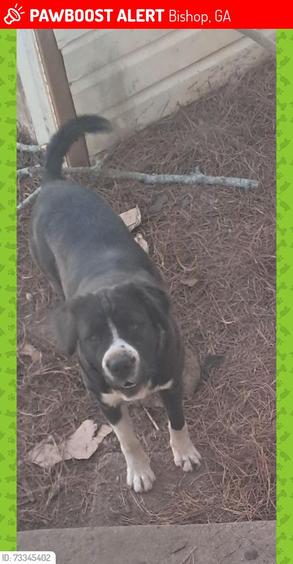 Lost Female Dog last seen Macon Hwy, Bishop, GA 30621