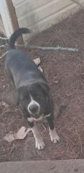 Lost Female Dog last seen Macon Hwy, Bishop, GA 30621