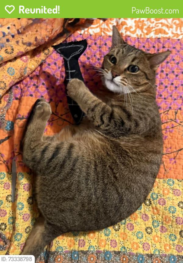 Reunited Female Cat last seen South High/Virginia - Wash Park East, Denver, CO 80209