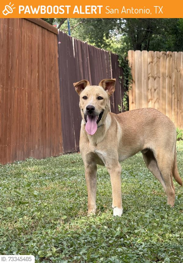 Found/Stray Unknown Dog last seen Rudder Middle School, San Antonio, TX 78240