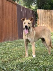 Found/Stray Unknown Dog last seen Rudder Middle School, San Antonio, TX 78240