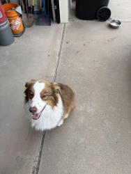 Found/Stray Male Dog last seen Riverside Dr. and Otero Ditch, Peralta, NM 87042
