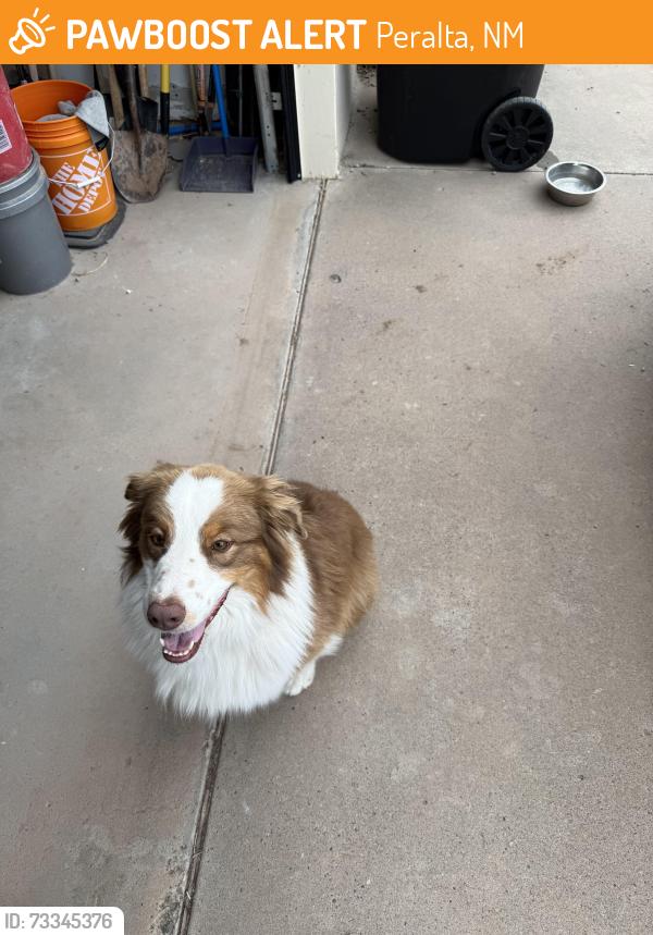 Found/Stray Male Dog last seen Riverside Dr. and Otero Ditch, Peralta, NM 87042