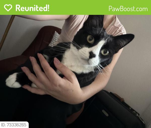 Reunited Unknown Cat last seen Terrace view loop, Rancho Cucamonga, CA 91737