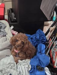Reunited Female Dog last seen Loukelton, La Puente, CA 91744