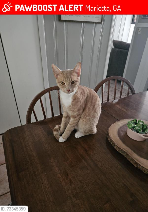 Lost Male Cat last seen South Cobb Dr & Concord Rd, Marietta, GA 30060