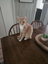 Lost Male Cat last seen South Cobb Dr & Concord Rd, Marietta, GA 30060