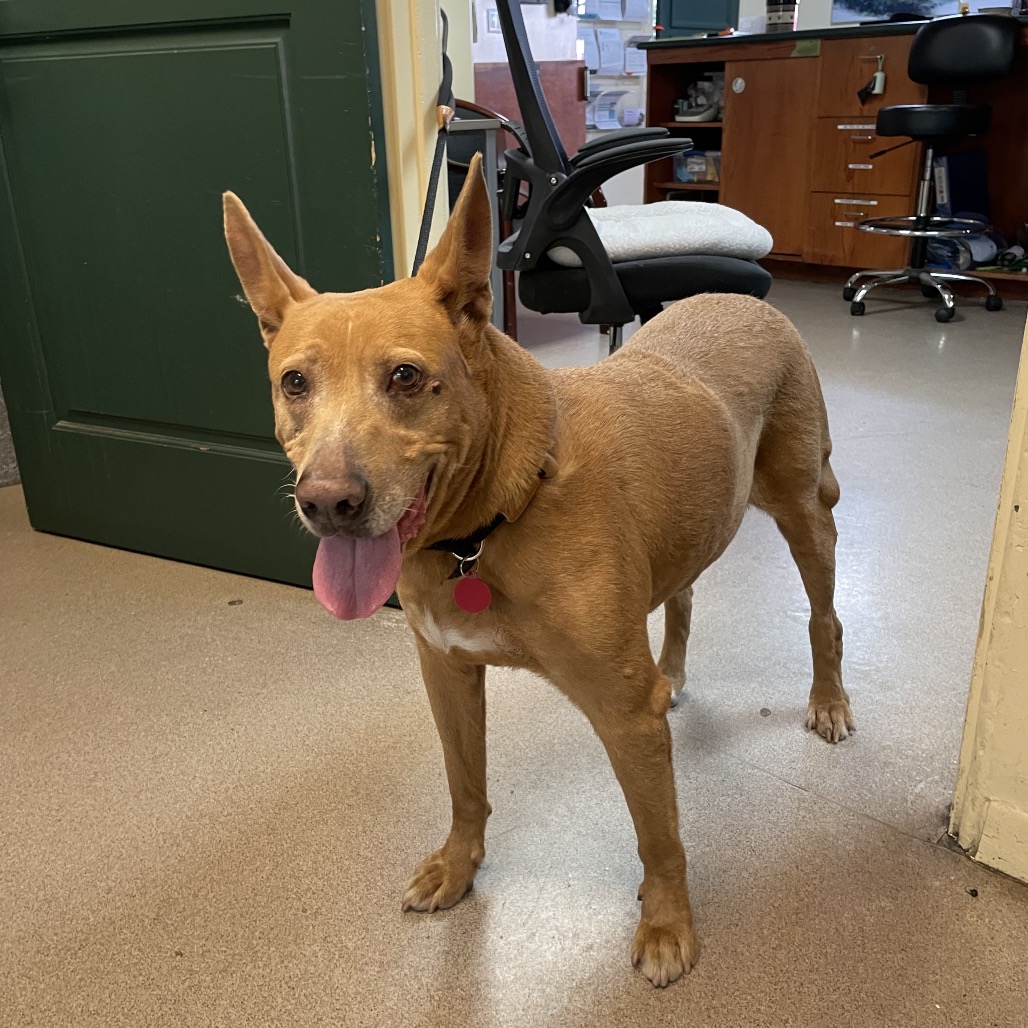 Shelter Stray Male Dog last seen , 361 S Raymond Ave, Pasadena, CA 91105, USA