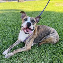 Shelter Stray Male Dog last seen , 361 S Raymond Ave, Pasadena, CA 91105, USA