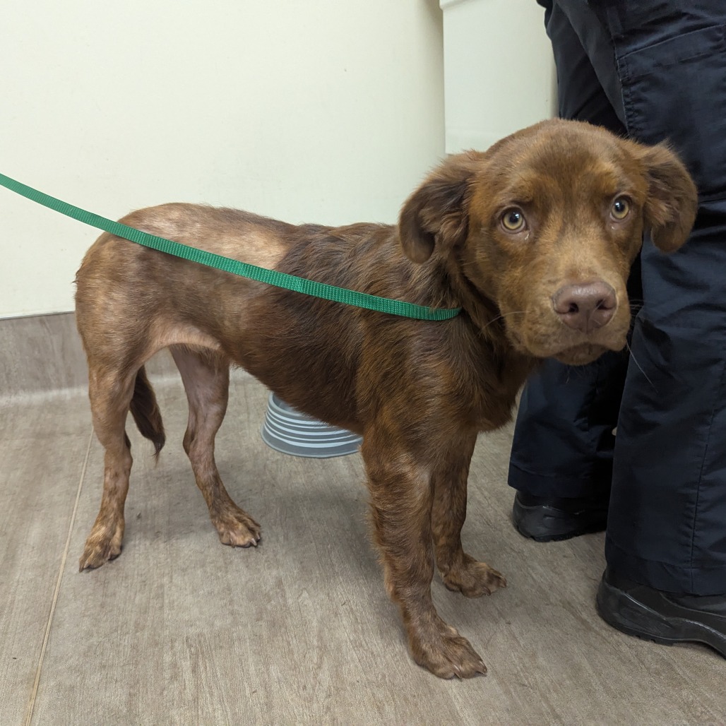 Shelter Stray Male Dog last seen , 361 S Raymond Ave, Pasadena, CA 91105, USA
