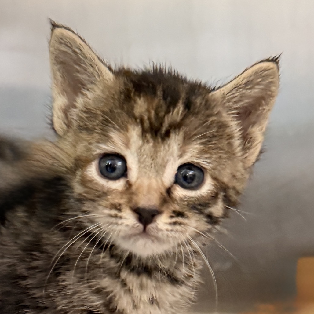 Shelter Stray Male Cat last seen , 4575 E Mesquite Ave, Palm Springs, CA 92264, USA