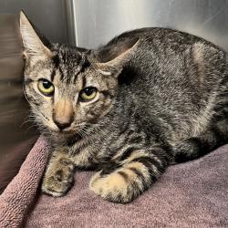 Shelter Stray Male Cat last seen , 4575 E Mesquite Ave, Palm Springs, CA 92264, USA
