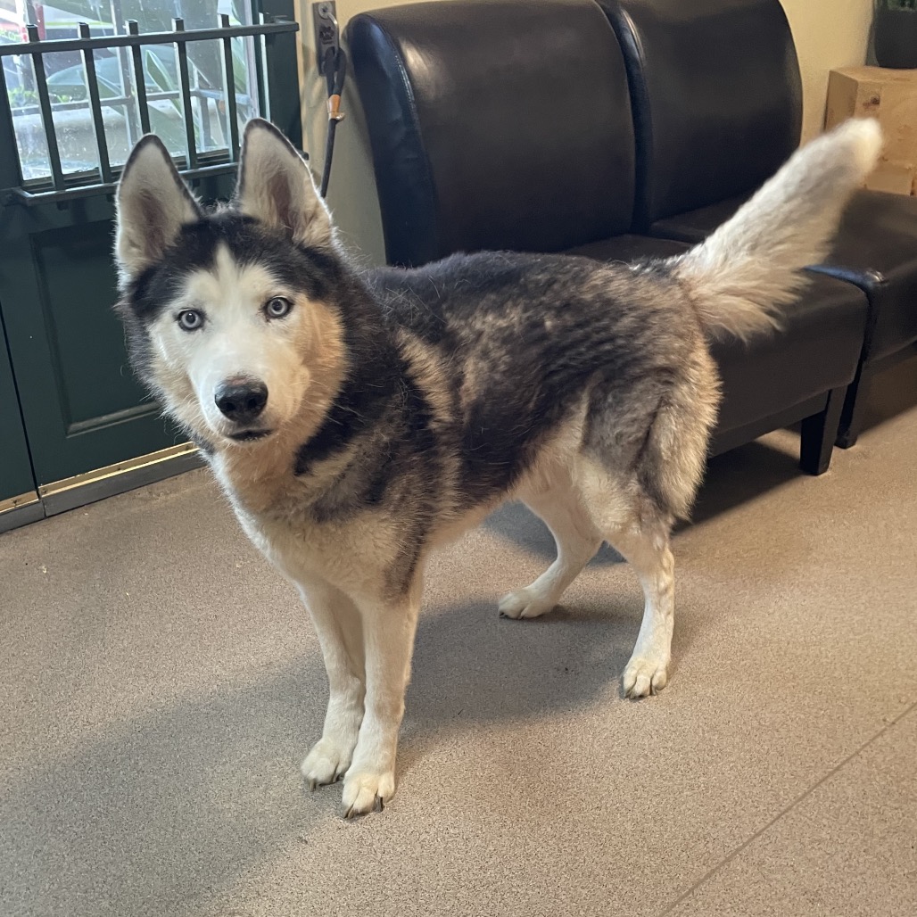 Shelter Stray Male Dog last seen , 361 S Raymond Ave, Pasadena, CA 91105, USA