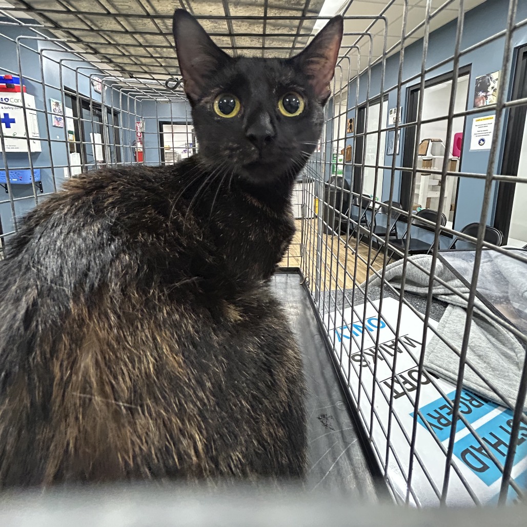 Shelter Stray Unknown Cat last seen , 124 Evergreen Ave, Newark, NJ 07114, USA