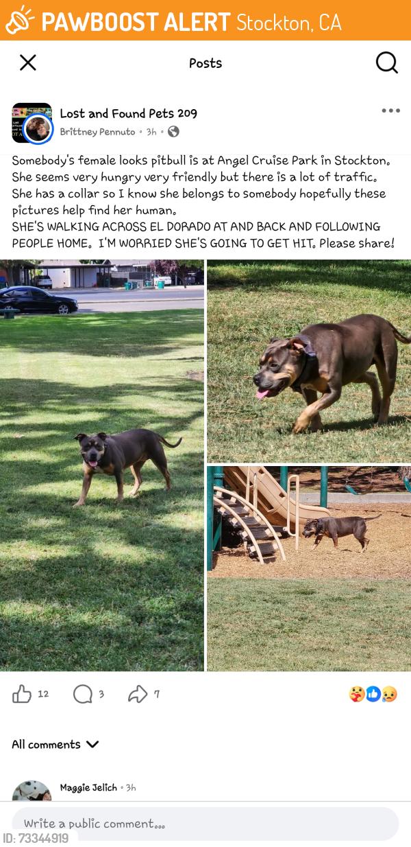 Found/Stray Female Dog last seen Angel Cruz Park off of El Dorado st, Stockton, CA 95202