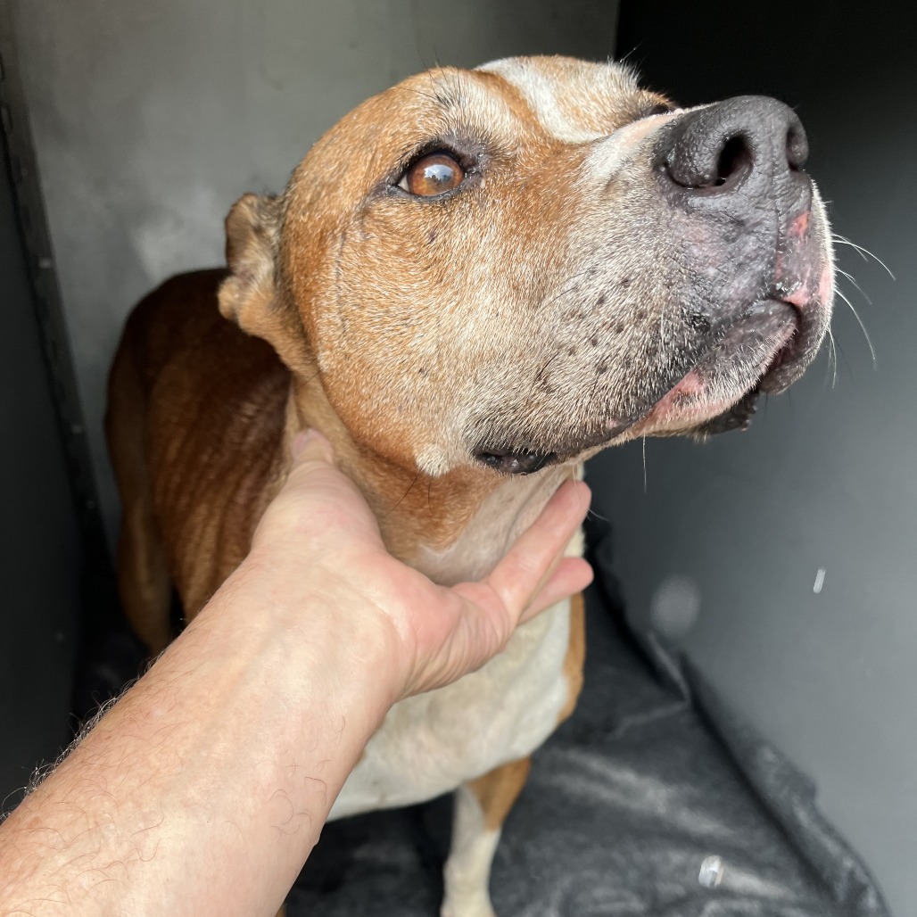 Shelter Stray Female Dog last seen , 980 Guilford College Rd, Greensboro, NC 27409, USA