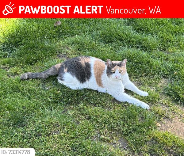 Lost Female Cat last seen NW 11th Ave. & NW 104th St., Vancouver, WA 98685