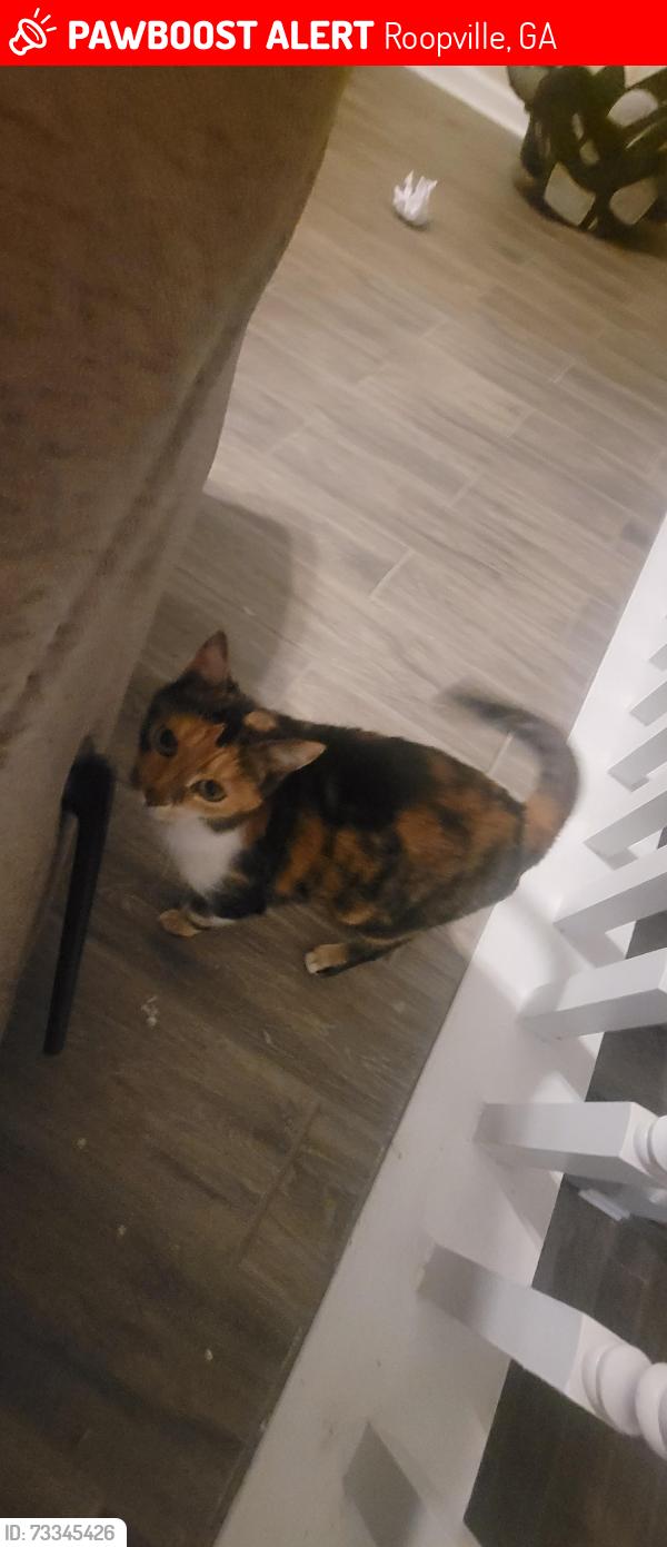 Lost Female Cat last seen Roopville veal road, Roopville, GA 30170