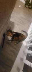 Lost Female Cat last seen Roopville veal road, Roopville, GA 30170