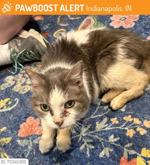 Found/Stray Female Cat last seen Hunters Cove Drive and Hunters Place, Indianapolis, IN 46236