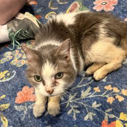 Found/Stray Female Cat last seen Hunters Cove Drive and Hunters Place, Indianapolis, IN 46236