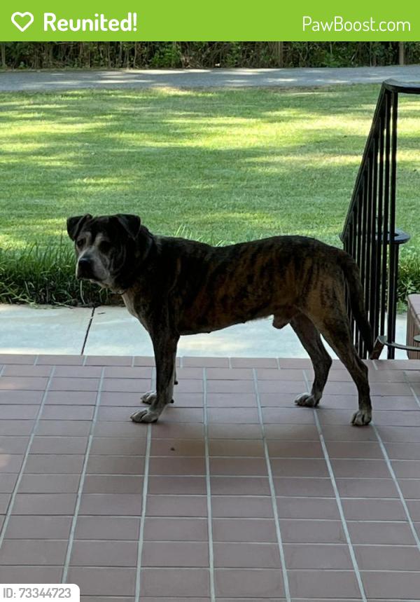 Reunited Male Dog last seen Wesleyan College, Macon, GA 31210