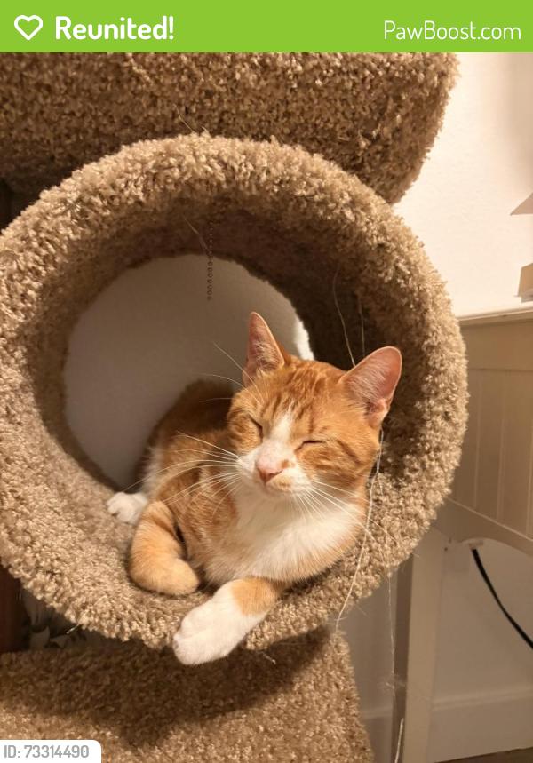 Reunited Male Cat last seen PEDESTRIAN BRIDGE NEAR 39th & Center, Des Moines, IA 50312