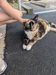 Found/Stray Unknown Cat last seen Notasium, Durham, NC 27705