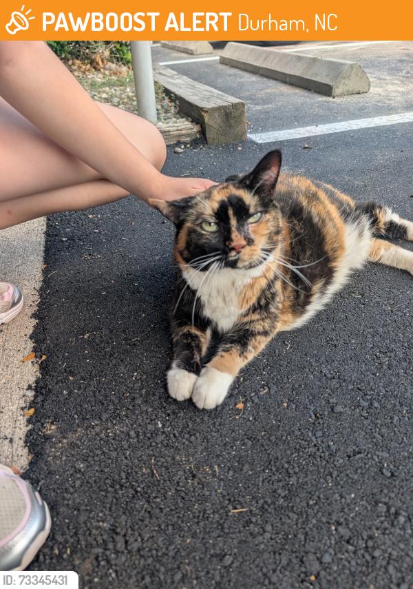 Found/Stray Unknown Cat last seen Notasium, Durham, NC 27705