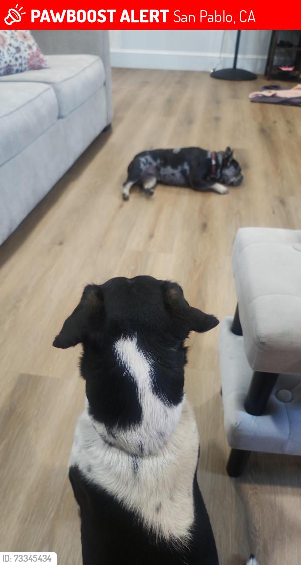 Lost Male Dog last seen 17th st and rivers in san pablo, San Pablo, CA 94806