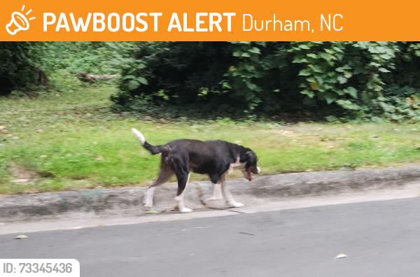 Found/Stray Unknown Dog last seen Monticello & Bexley, Durham, NC 27707